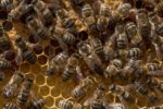 Munchachos Snacks Children: Eating New Flavours Honey Bee