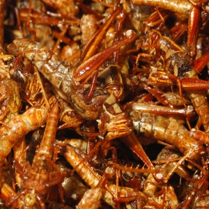 Munchachos Snacks Children: World Curiosity Crazy Snacks Insects